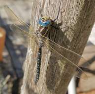 Image of Baltic Hawker