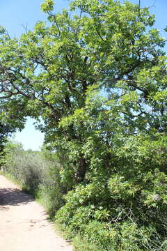 Imagem de Aesculus glabra var. arguta (Raf.) B. L. Robins.