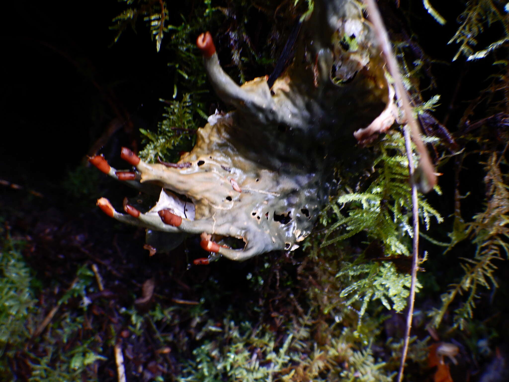 Image of felt lichen