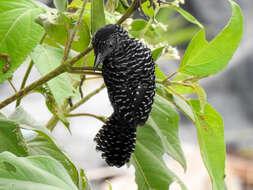 Image of Lined Antshrike