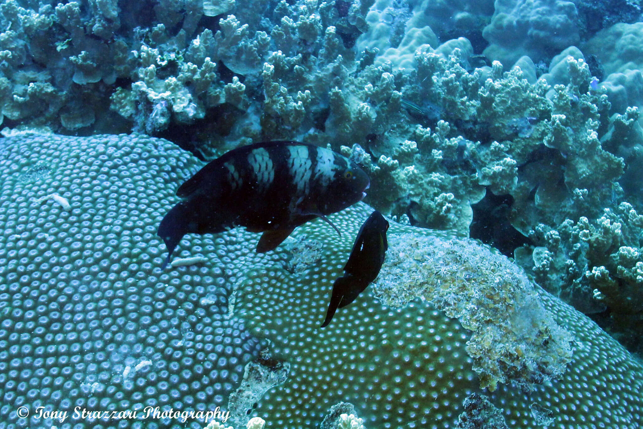 Chlorurus bleekeri (de Beaufort 1940) resmi