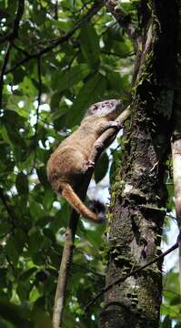 Image of yellow-crowned brush-tailed rat