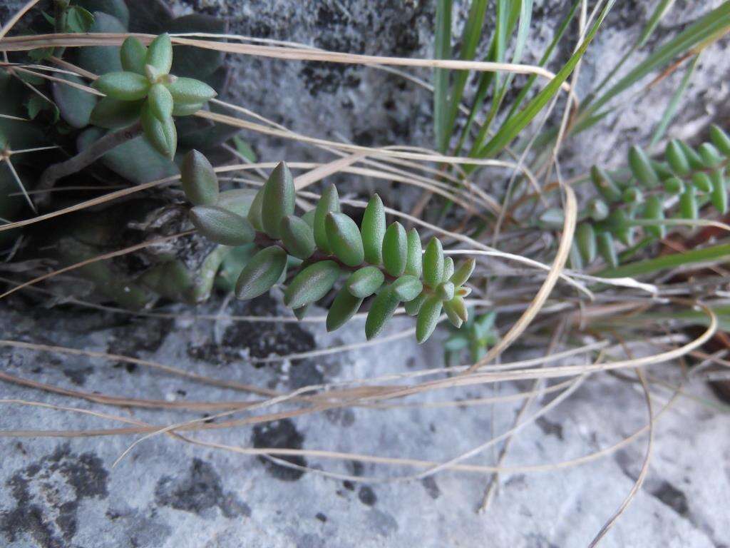 Image of Sedum calcicola Robinson & Greenm.