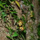 Image de Gastrochilus formosanus (Hayata) Hayata