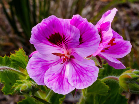 Image of regal pelargonium