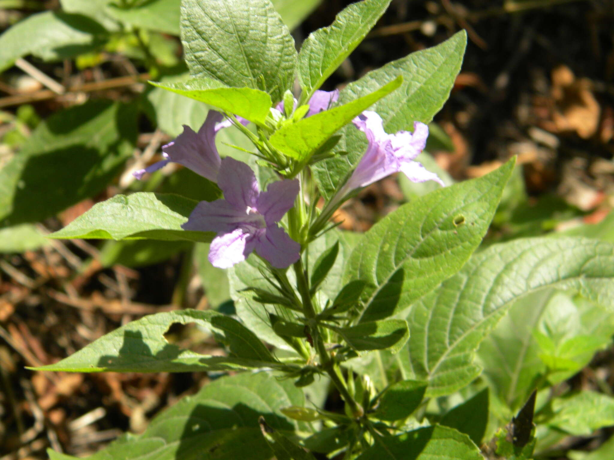 Image of Drummond's wild petunia