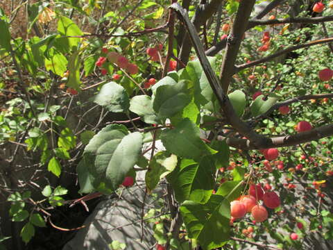 Image of plumleaf crab apple