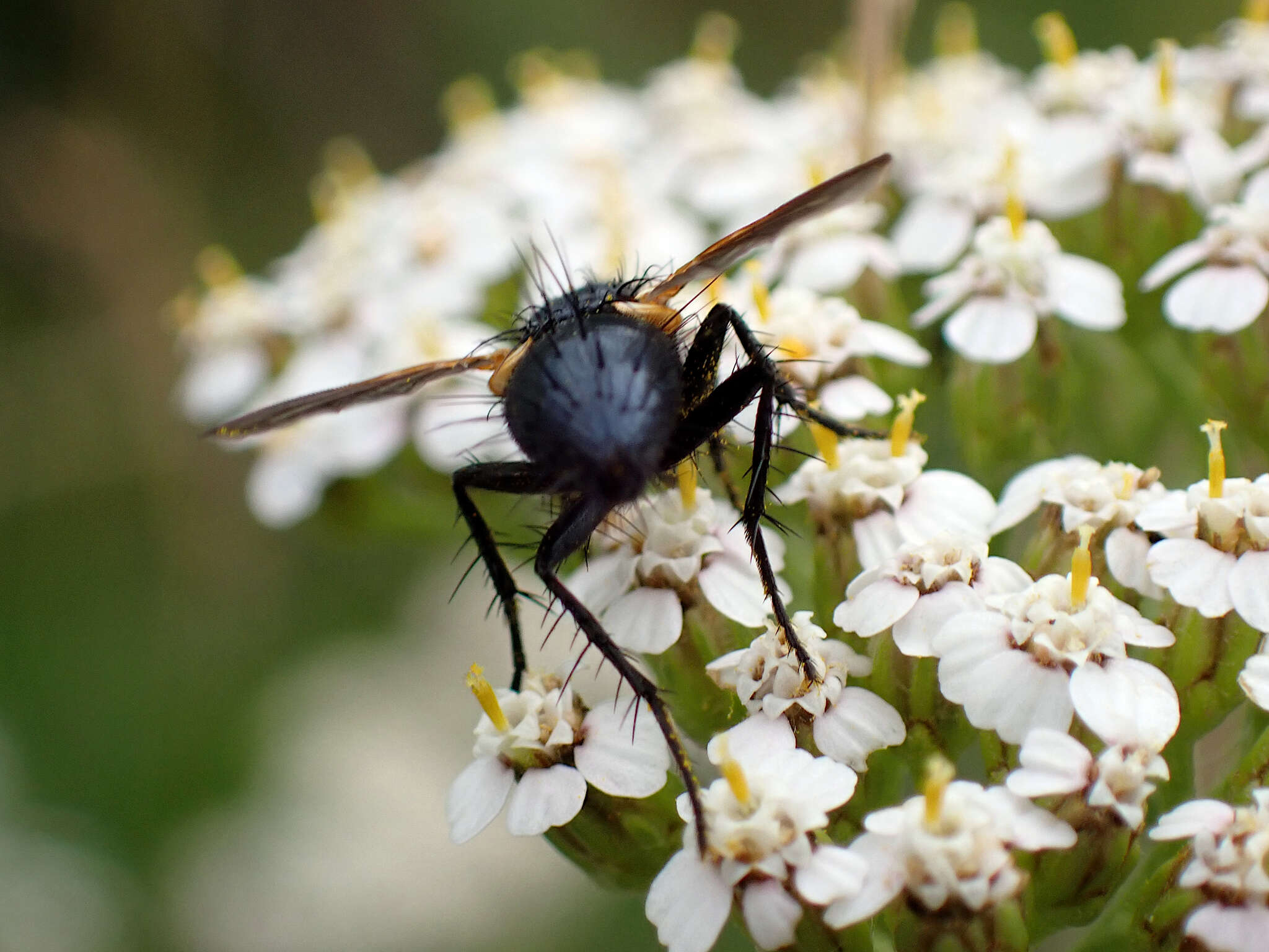 Zophomyia resmi