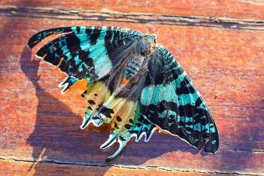 Image of Madagascan Sunset Moth