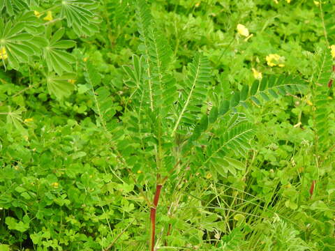 Image of Yellow Milk-vetch