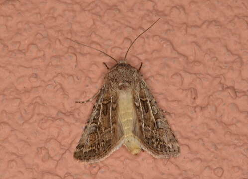 Image of Pale Western Cutworm