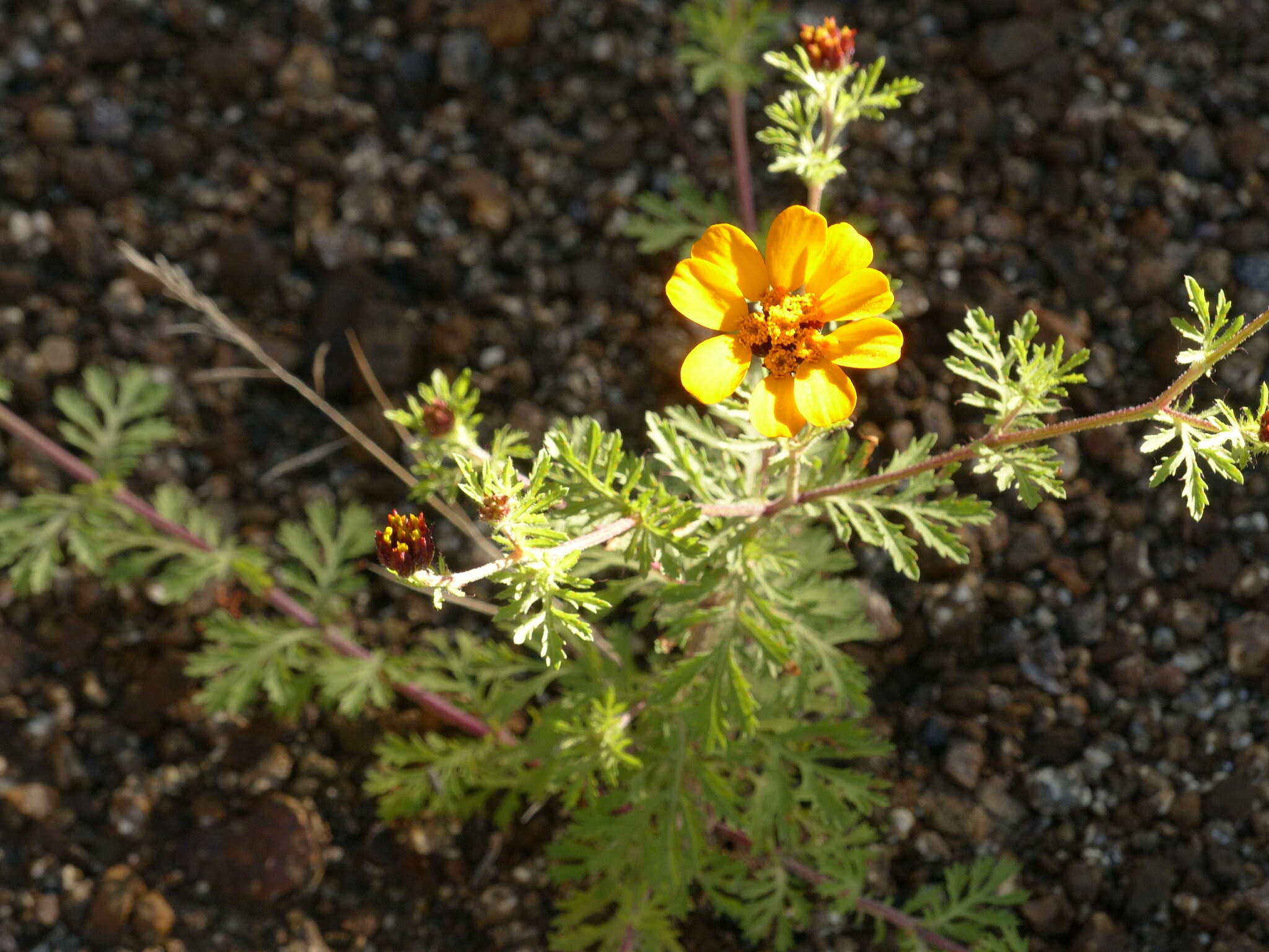 Image of Dyssodia decipiens (Bartl.) M. C. Johnston