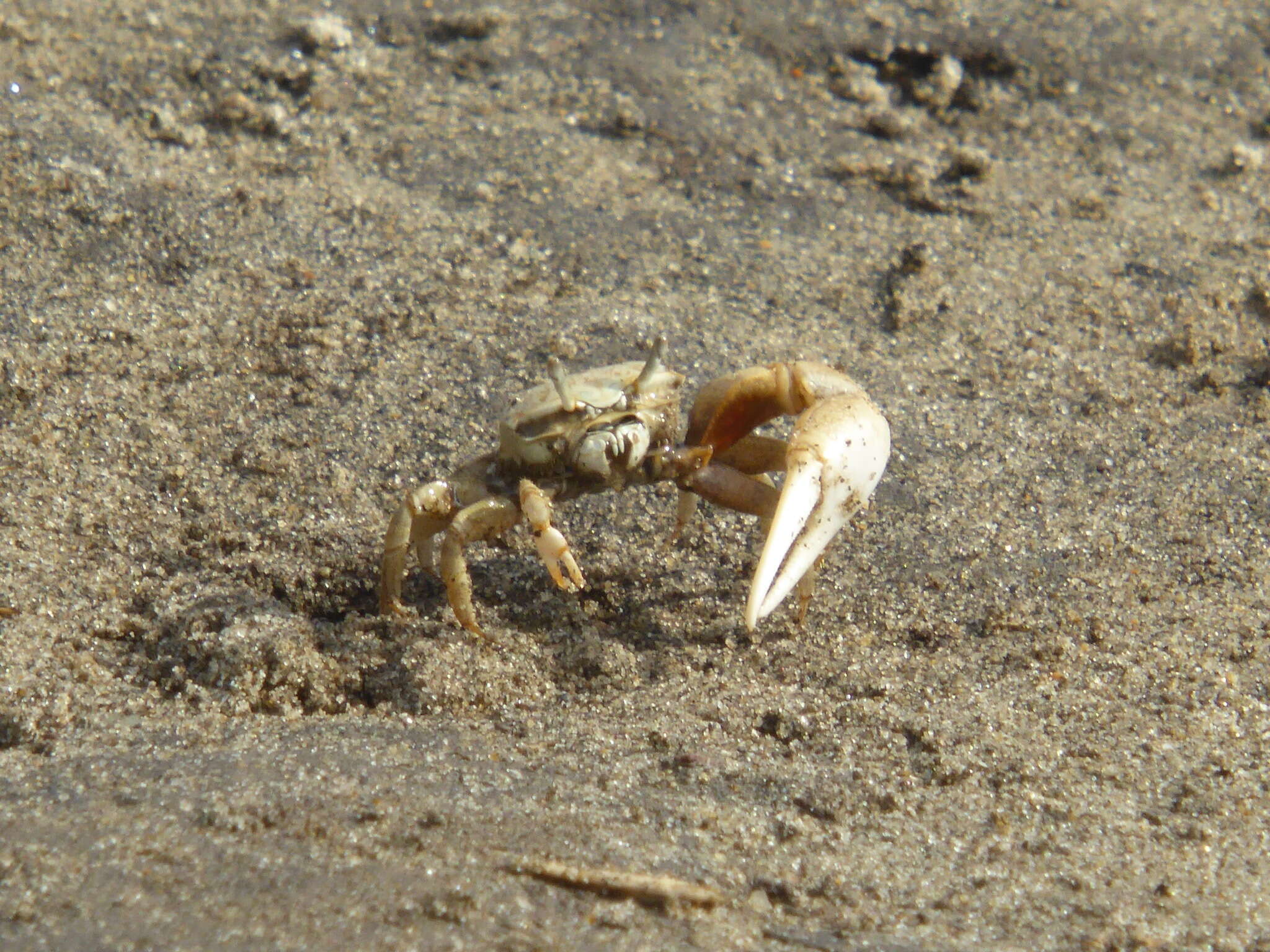 Image of Mexican Fiddler Crab