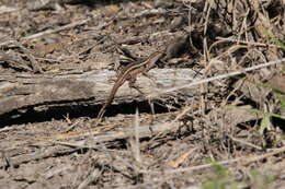 Image of Sceloporus variabilis marmoratus Hallowell 1852