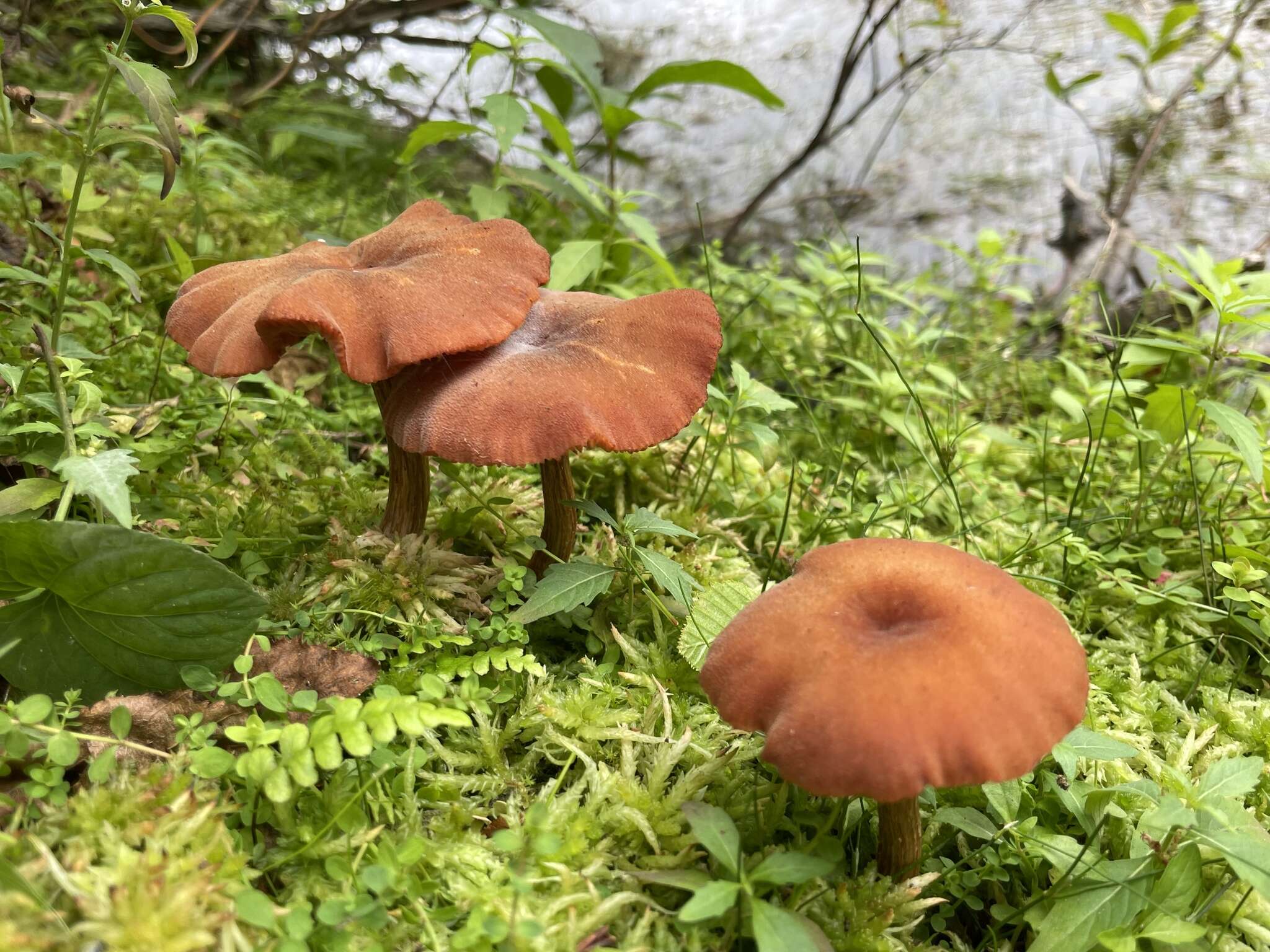 Image de Laccaria nobilis A. H. Sm. 1984