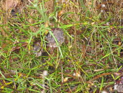 Image of nodding coneflower