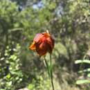 Imagem de Calochortus marcellae G. L. Nesom