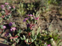 Image of Ruschiella argentea (L. Bol.) Klak