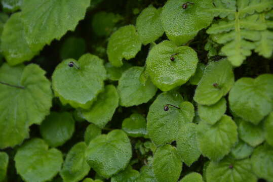 Image of Platystemma violoides Wall.