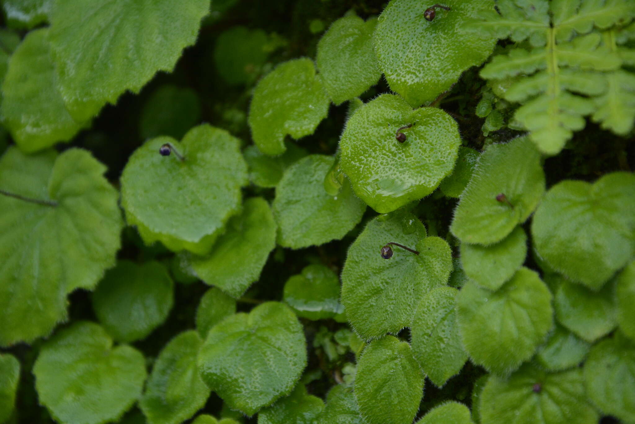 Platystemma violoides Wall.的圖片