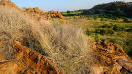 Image of Coleochloa pallidior Nelmes