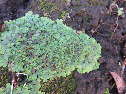 Image of Conocephalum japonicum (Thunb.) Grolle