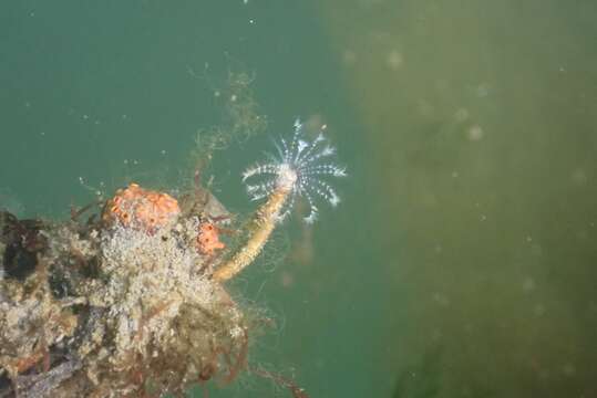 Image of Serpulid tubeworm