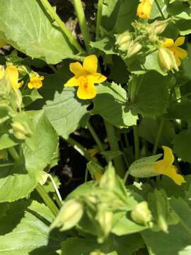 Image of Erythranthe nasuta (Greene) G. L. Nesom