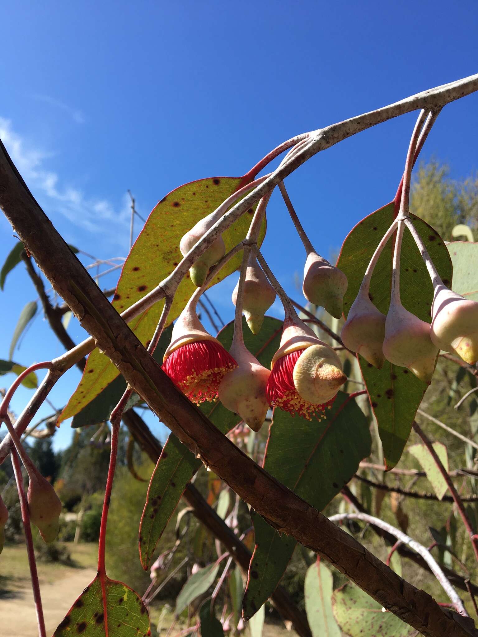 Слика од Eucalyptus caesia Benth.