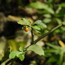 Image of Tubocapsicum anomalum (Franch. & Savat.) Makino