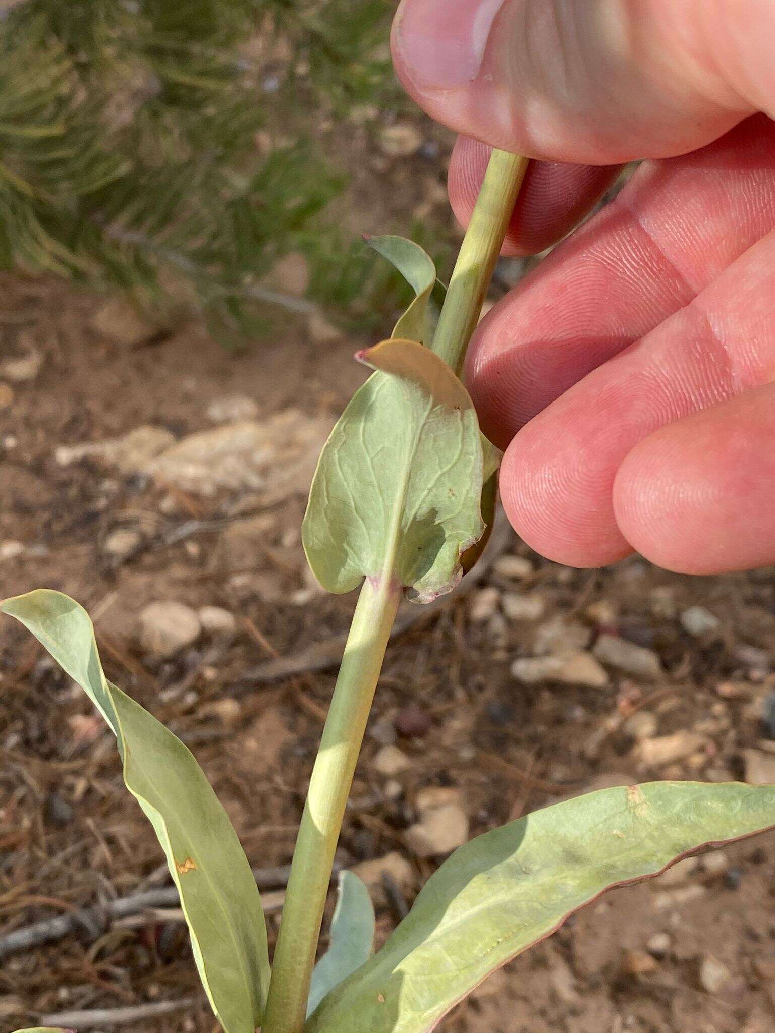 Sivun Penstemon pachyphyllus var. congestus (M. E. Jones) N. H. Holmgren kuva