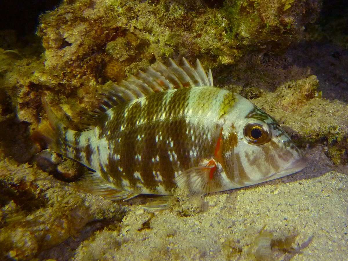 Image of Pink ear emperor