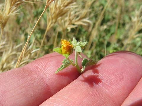 Image of dwarf Indian mallow