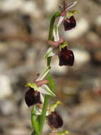 Image of Ophrys morisii (Martelli) G. Keller & Soó