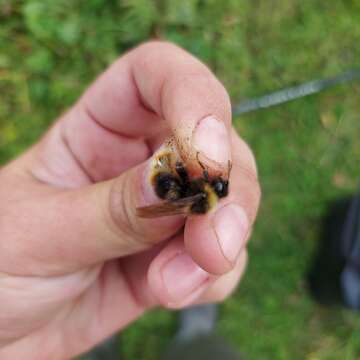 Image of Four-colored Cuckoo Bumble bee