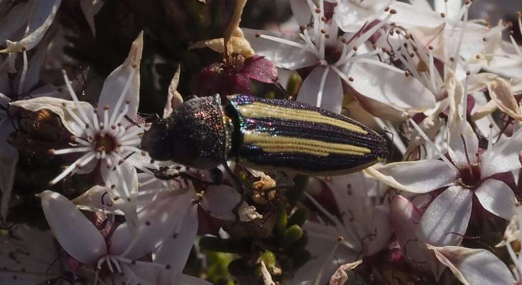 Sivun Castiarina vittata (Saunders 1868) kuva