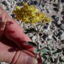 Image of Correll's buckwheat