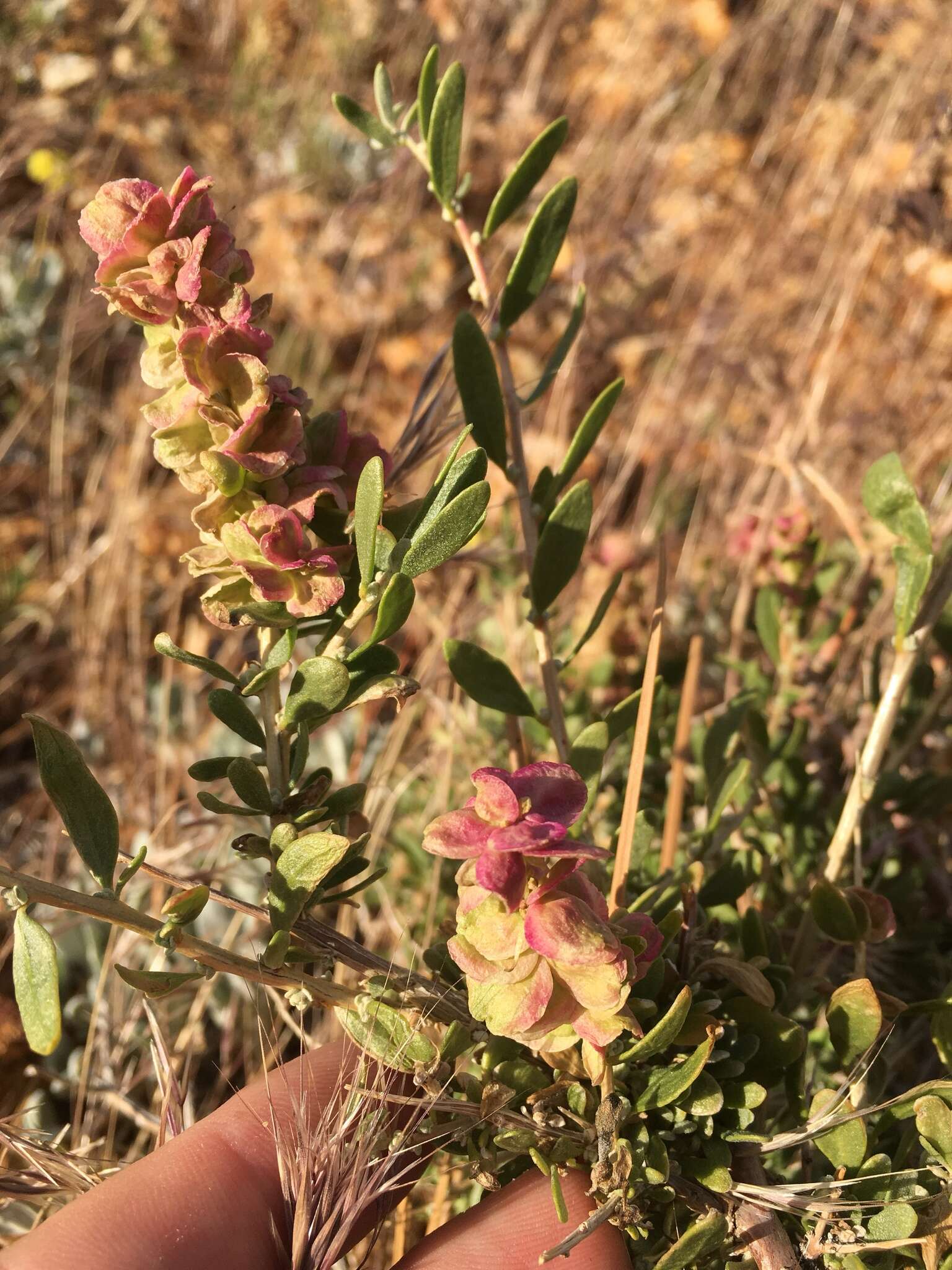 Plancia ëd Grayia spinosa (Hook.) Moq.