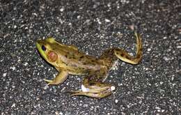 Image of Pig Frog