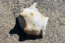 Image of California frogsnail