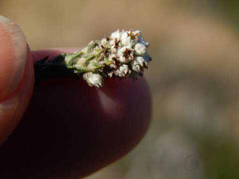 Image of Phylica thunbergiana E. Mey.