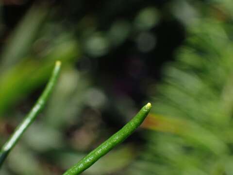 Image of Astrotricha linearis A. Cunn. ex Benth.