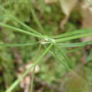 Thysselinum lancifolium (Hoffmgg. & Link) Calest. resmi