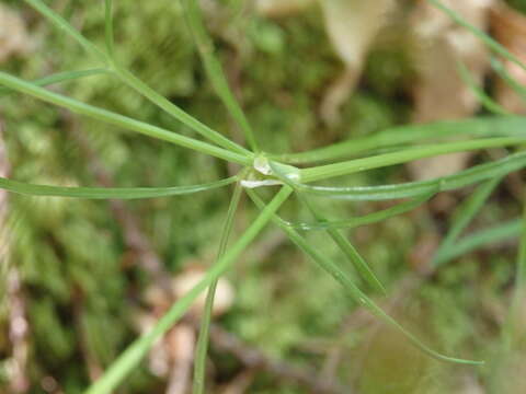 Thysselinum resmi