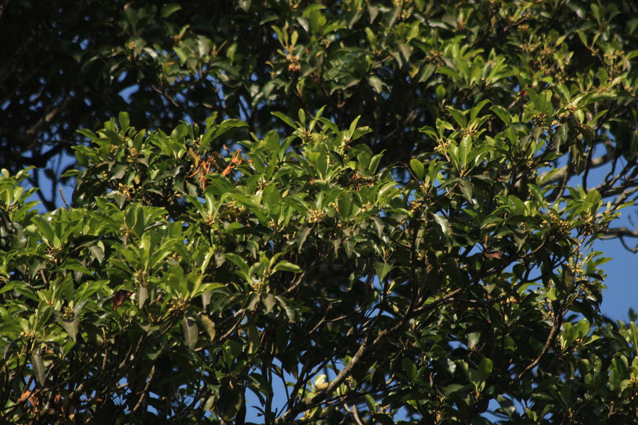 Imagem de Palaquium ellipticum (Dalzell) Baill.