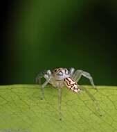 Image of Jumping spider