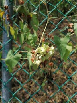 Image of Antigonon flavescens S. Wats.