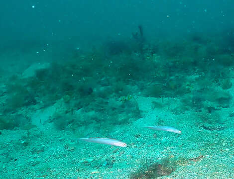 Image of Blue dartfish