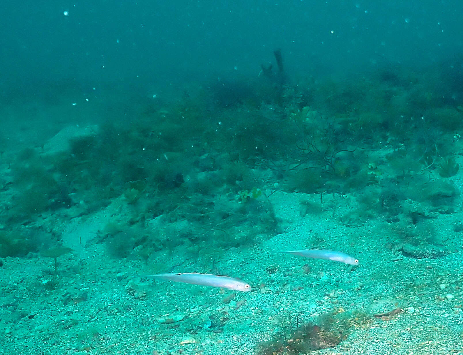 Image of Blue dartfish