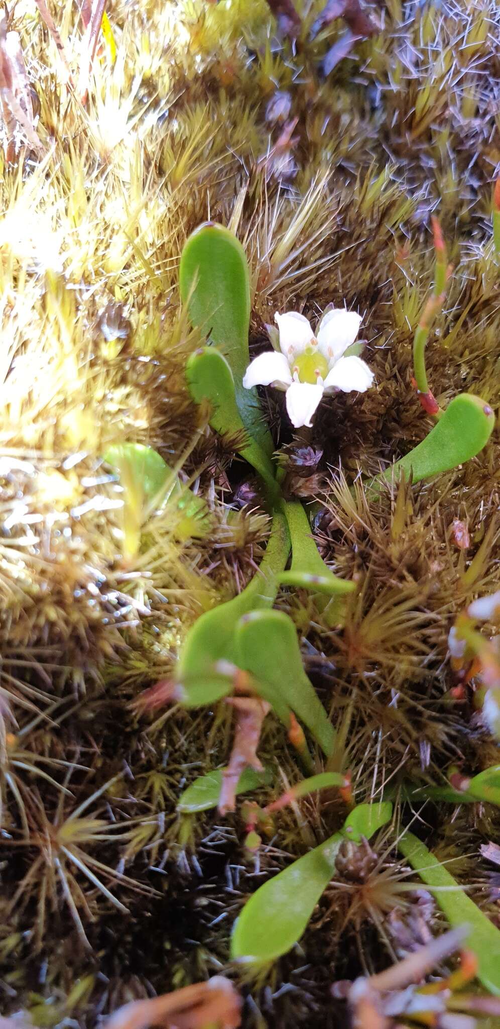 Image of Liparophyllum gunnii Hook. fil.